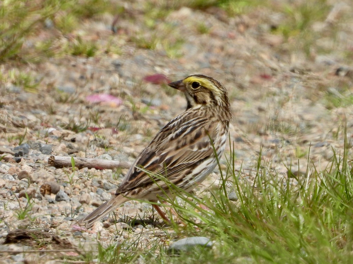 Savannah Sparrow - ML572164121