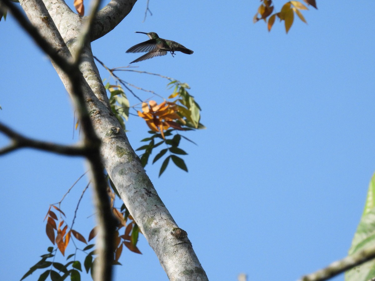 kolibřík skvrnitoprsý - ML572164321