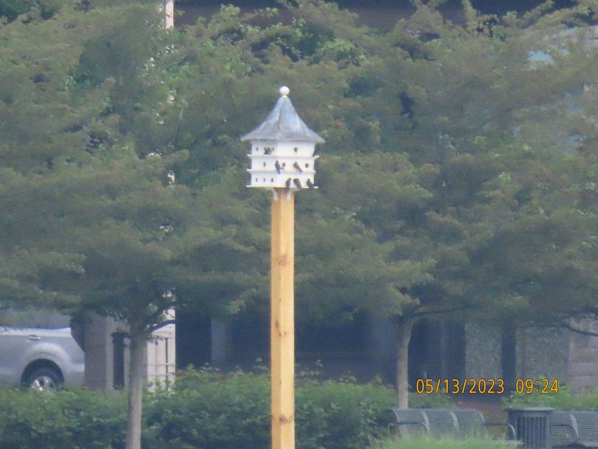 Purple Martin - ML572165281