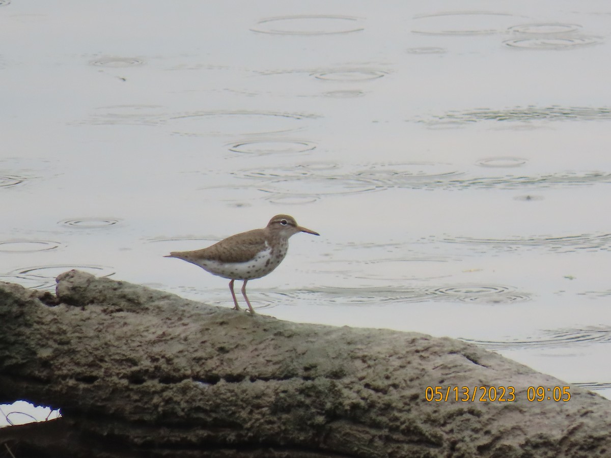 Spotted Sandpiper - Ed Wallace