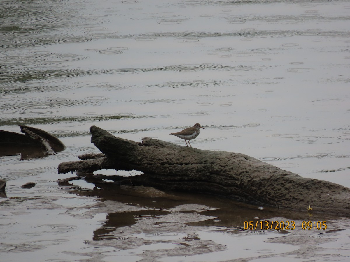 Spotted Sandpiper - ML572165991