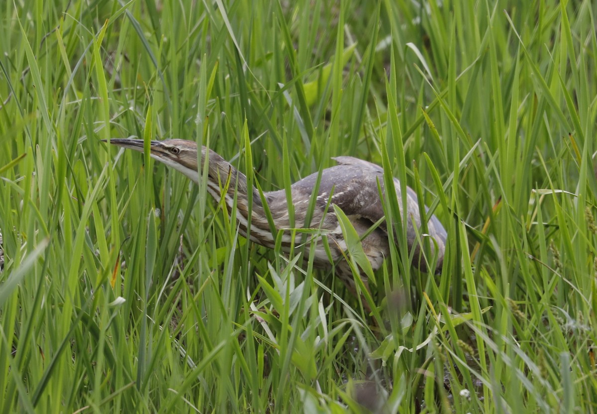 American Bittern - Stuart  Tower