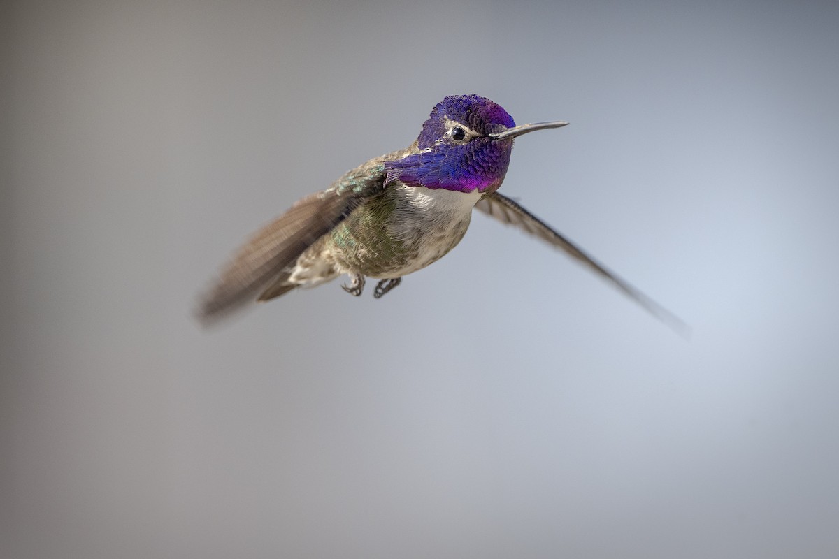 Costa's Hummingbird - Lorenz Crespo