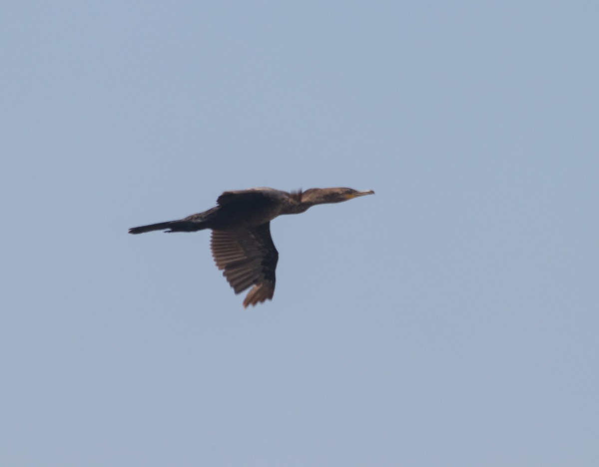 Neotropic Cormorant - Adalberto Gonzalez