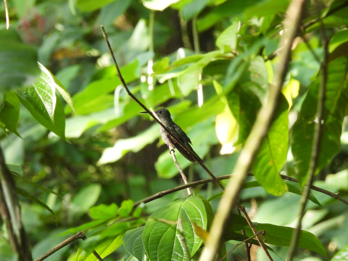 kolibřík skvrnitoprsý - ML572166971