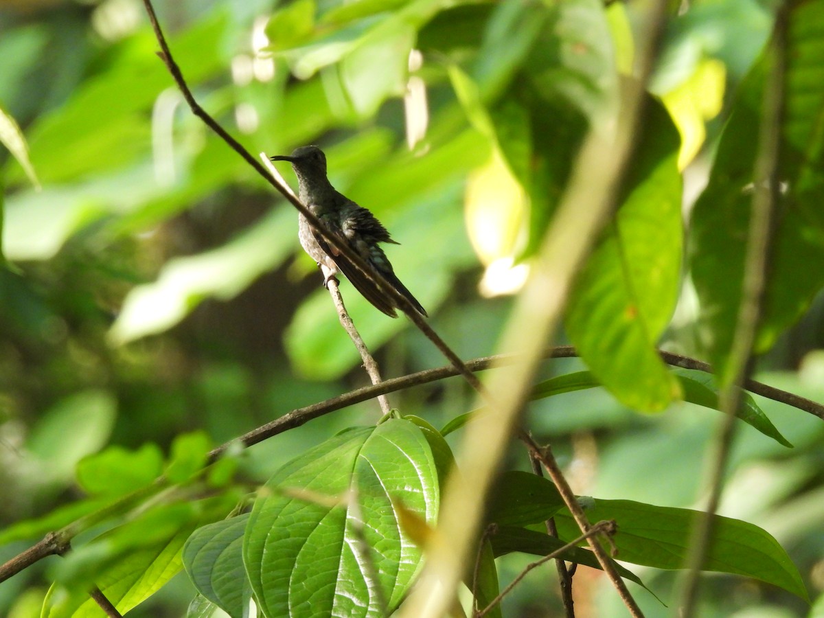 Scaly-breasted Hummingbird - ML572167021