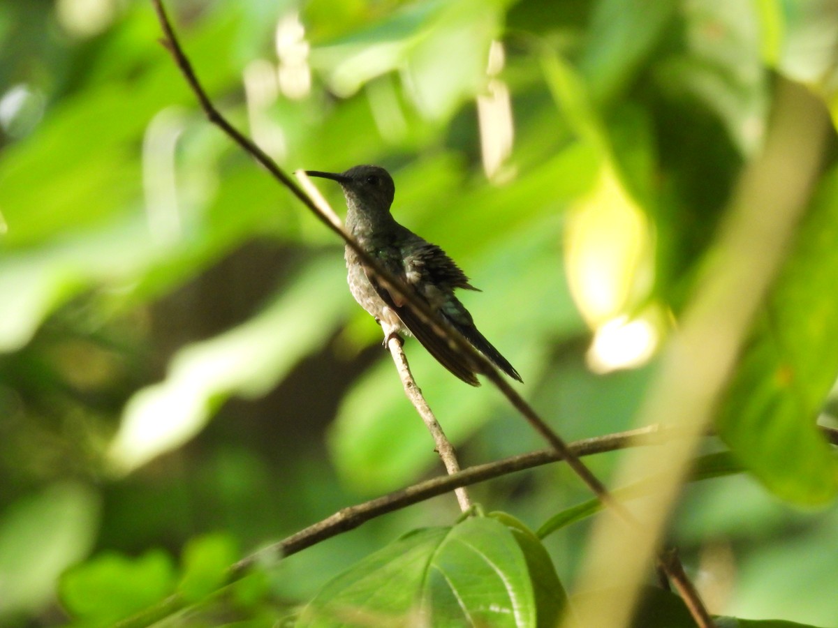 kolibřík skvrnitoprsý - ML572167141