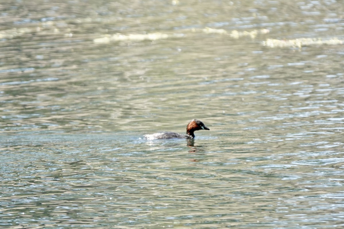 Little Grebe - ML572167391