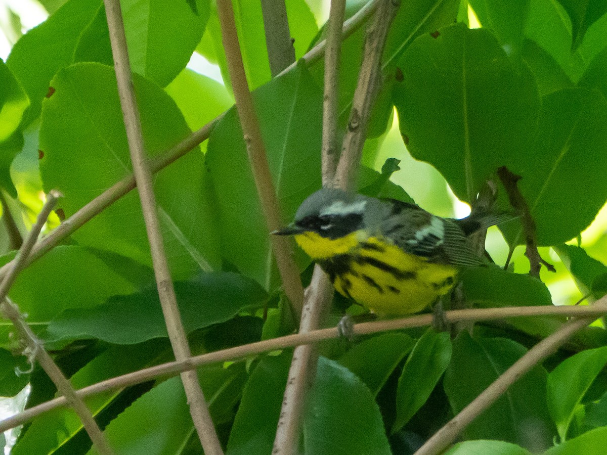 Magnolia Warbler - Doug Hosney