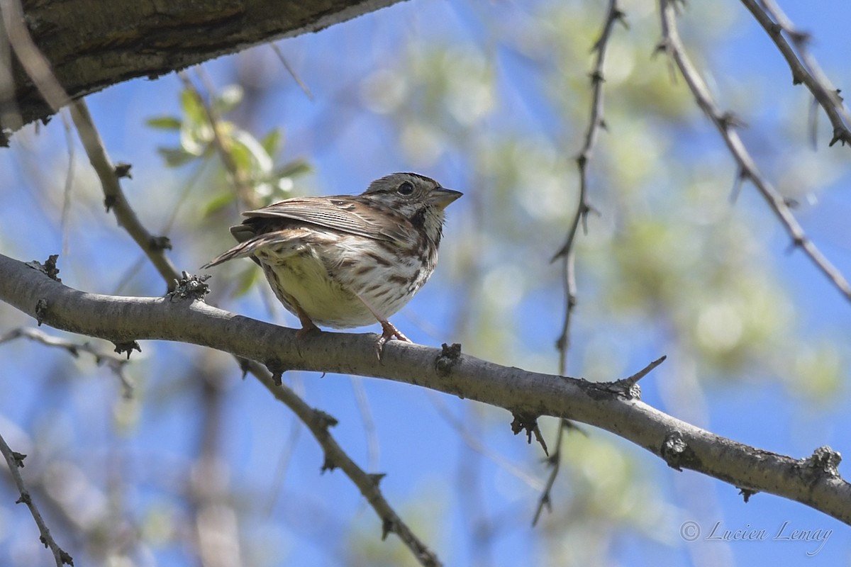 Song Sparrow - ML572167611