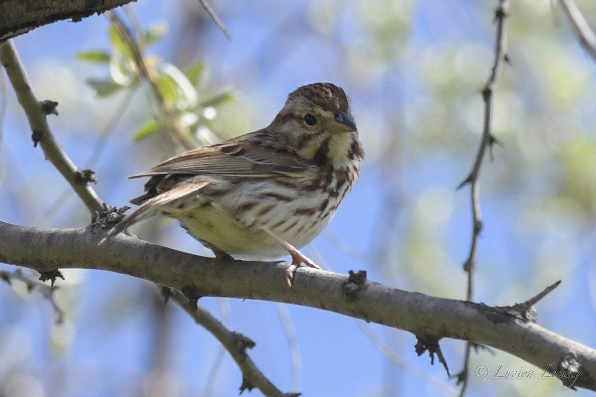 Song Sparrow - ML572167721
