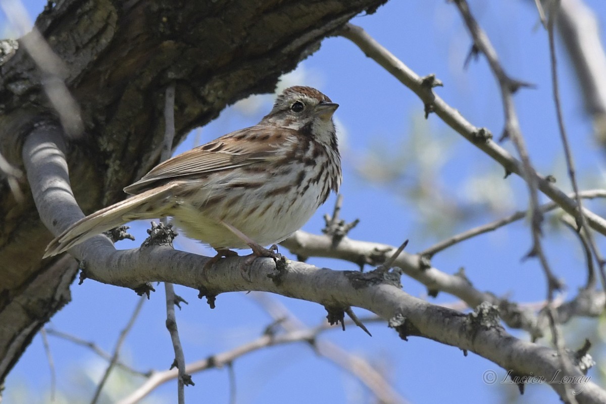 Song Sparrow - ML572167841