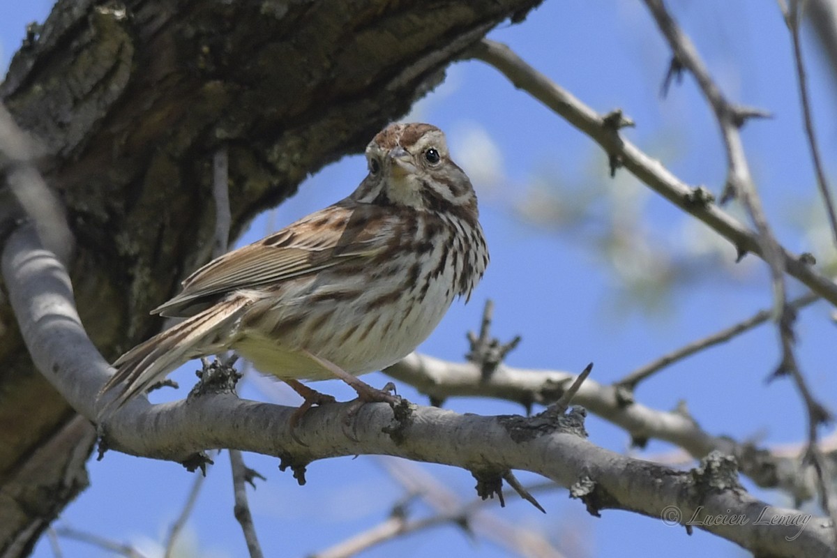 Song Sparrow - ML572168041
