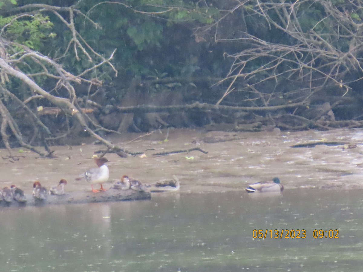 Common Merganser - ML572169451