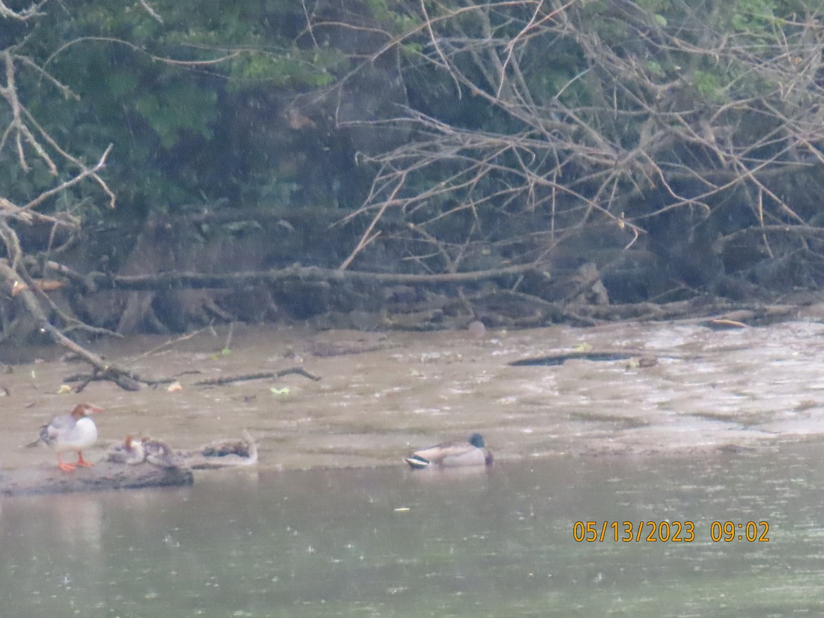 Common Merganser - ML572169461