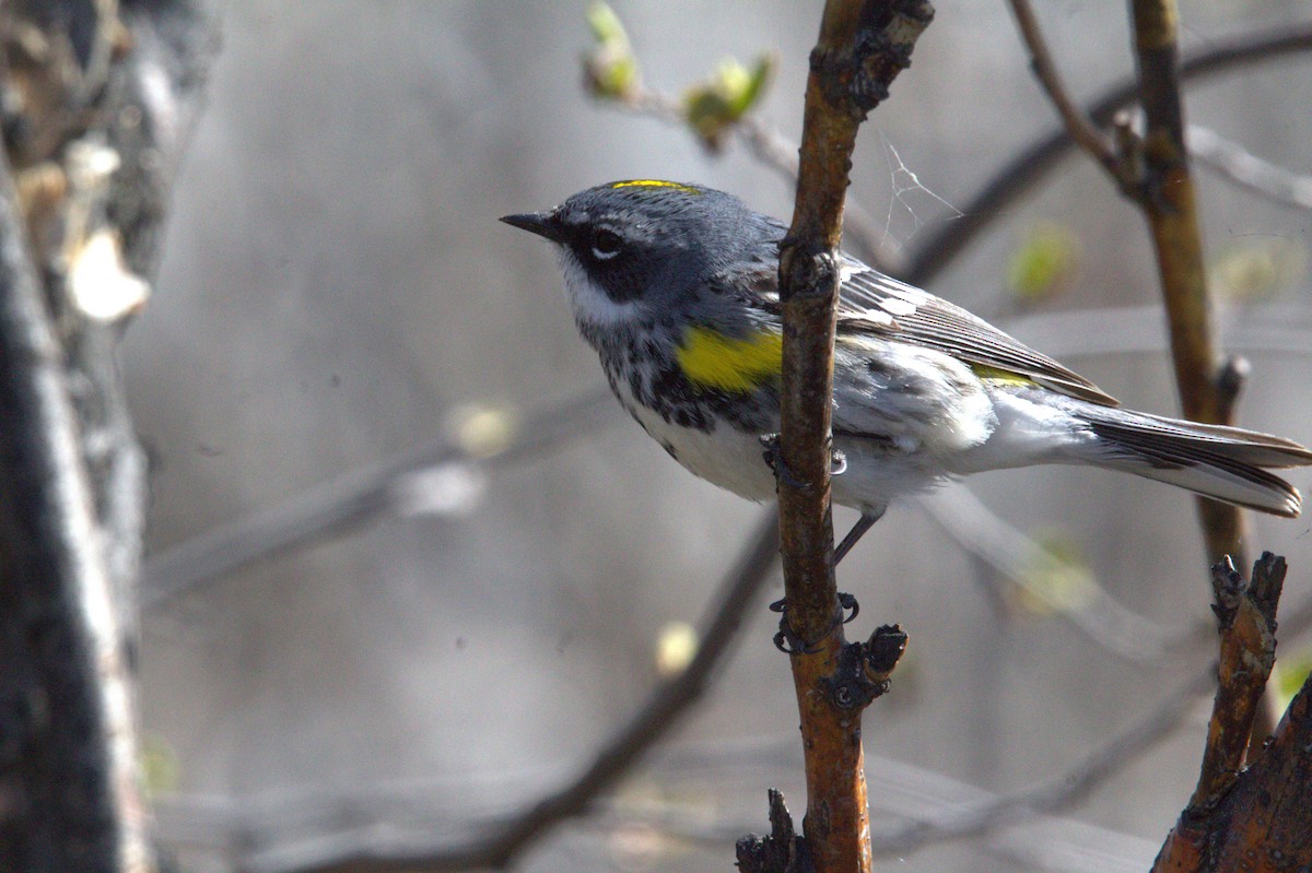 Yellow-rumped Warbler (Myrtle) - ML572171001