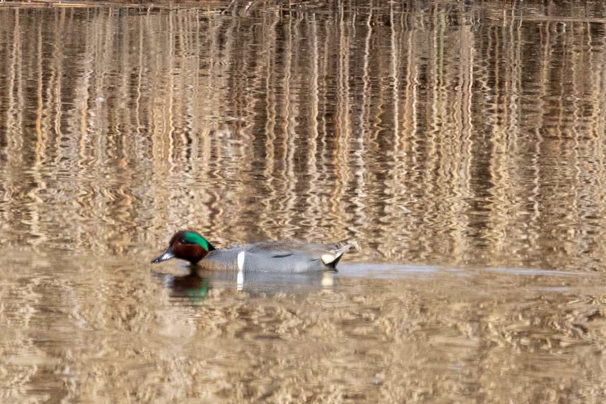 Green-winged Teal - ML572171561