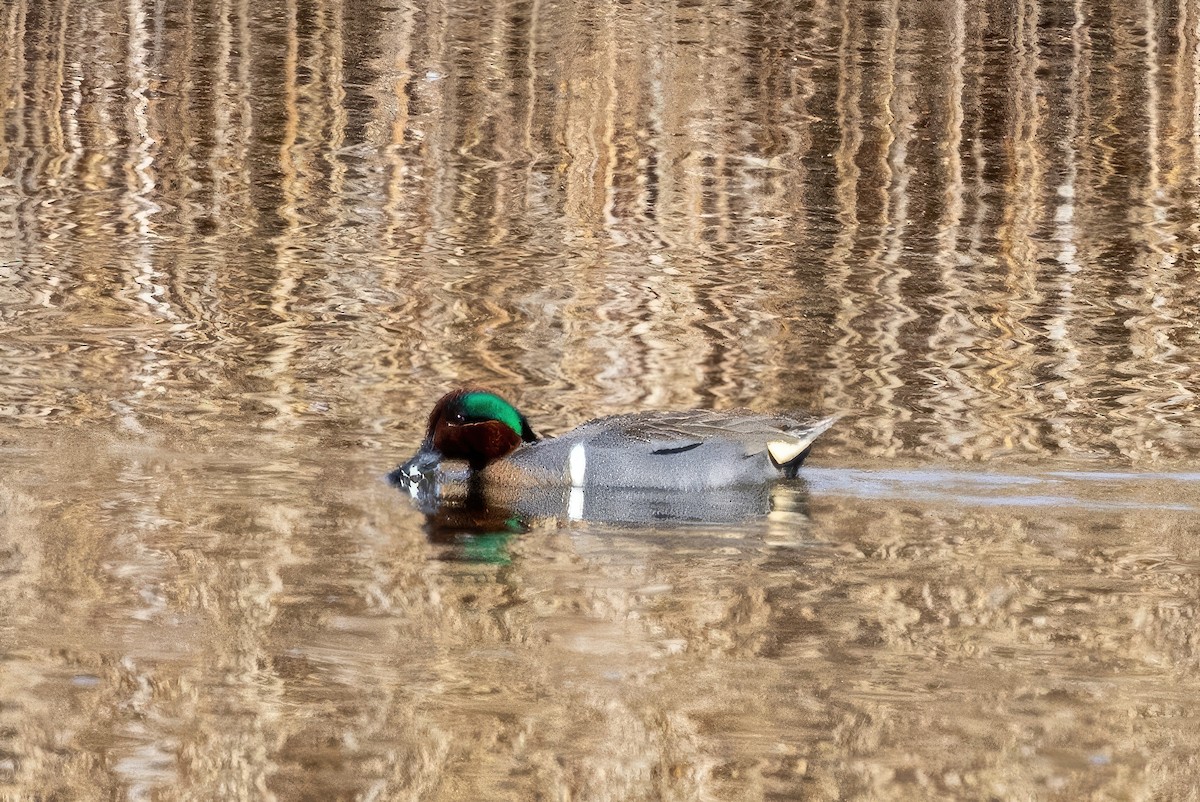 Green-winged Teal - ML572171631