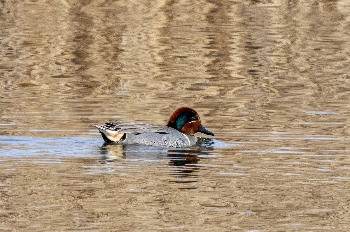 Green-winged Teal - ML572171651