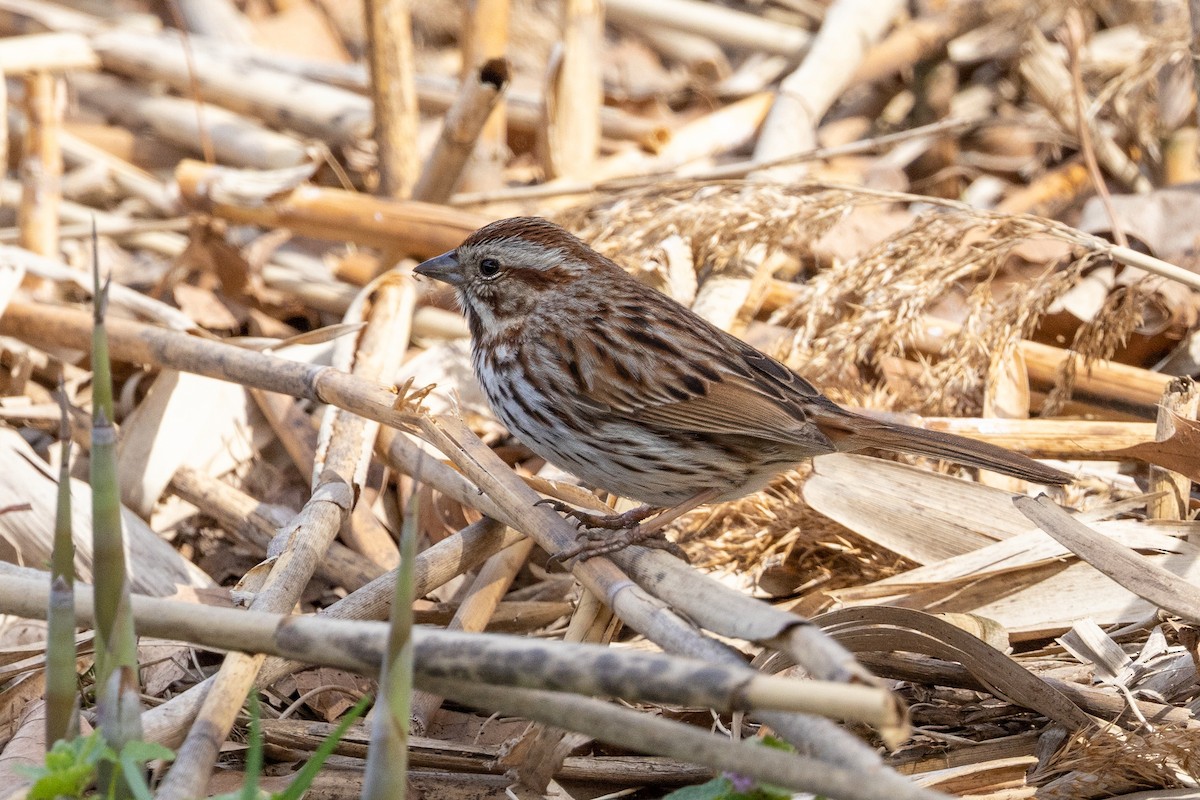 Song Sparrow - ML572171951