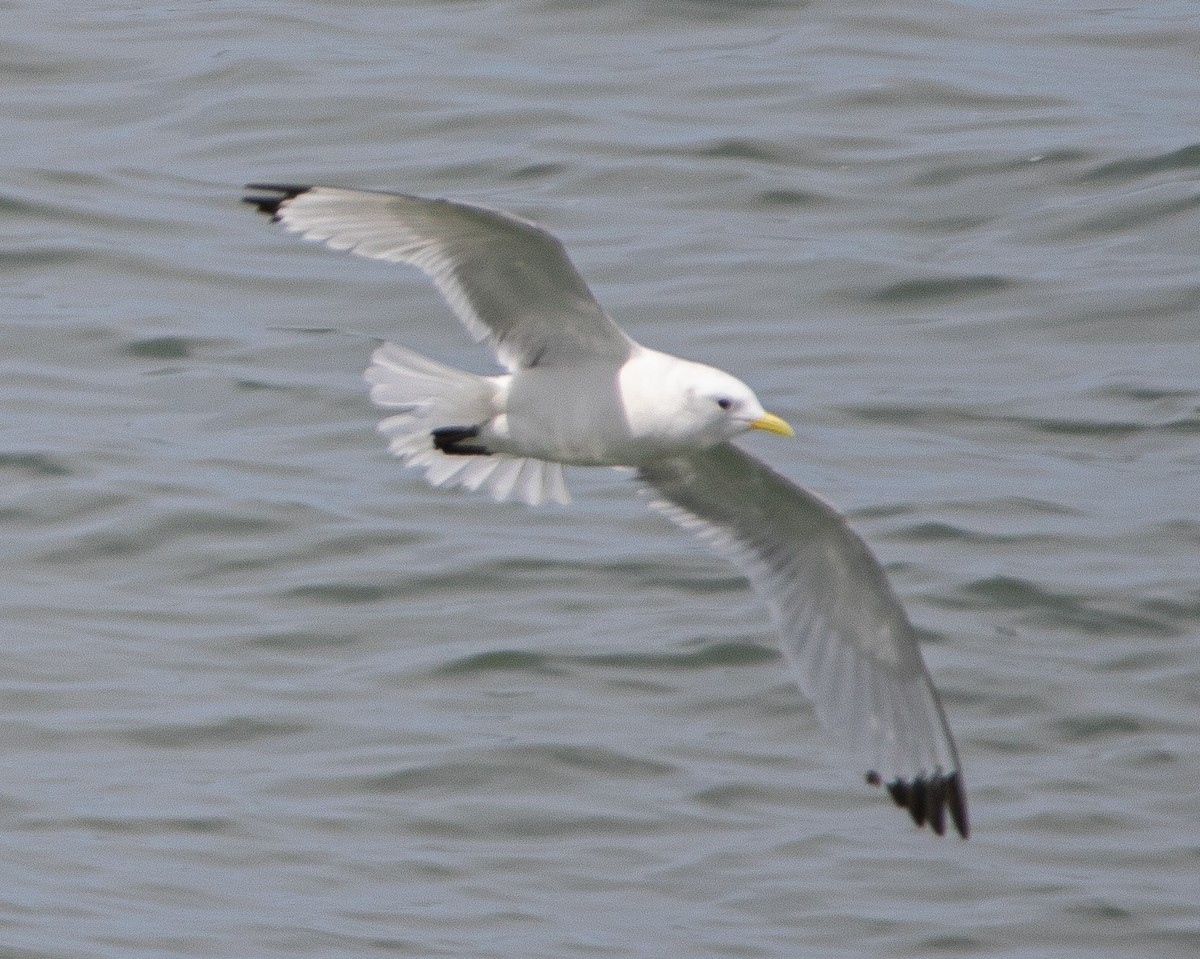 Black-legged Kittiwake - Joel Strong