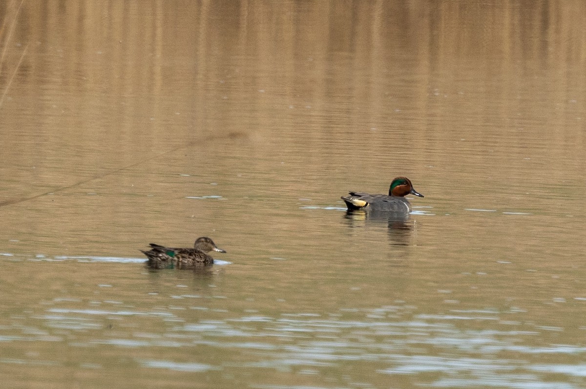 Green-winged Teal - ML572173521