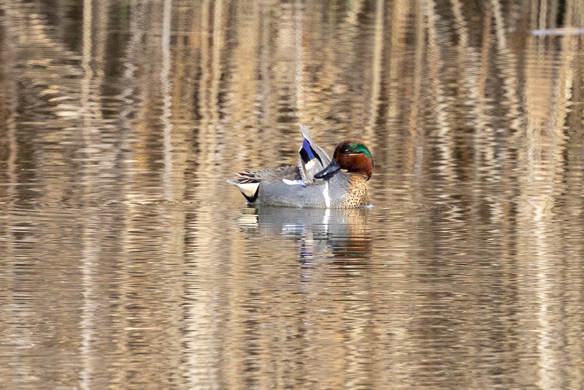 Green-winged Teal - ML572173551