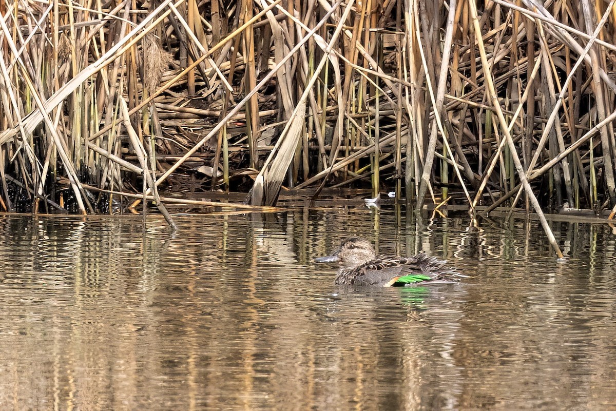 Green-winged Teal - ML572173561
