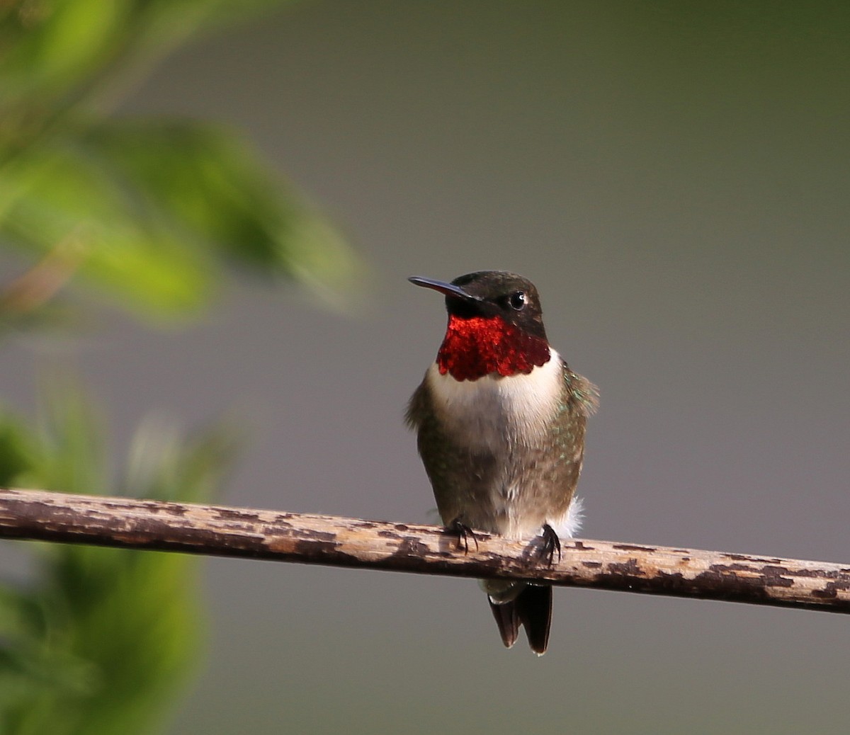 Colibri à gorge rubis - ML572173861