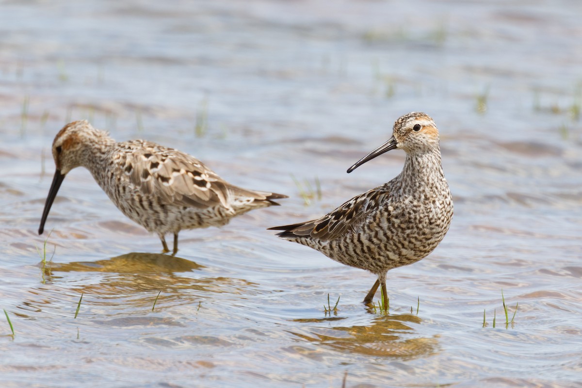 Stilt Sandpiper - ML572174001