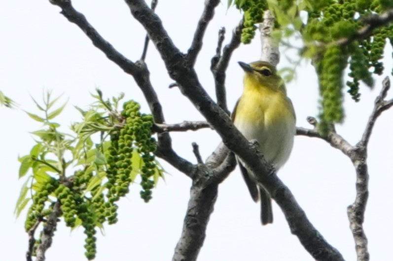 Yellow-throated Vireo - ML572175121