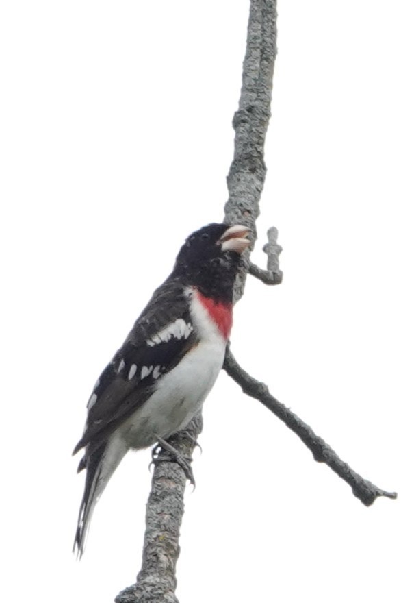 Rose-breasted Grosbeak - ML572175341