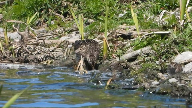 Short-billed Dowitcher - ML572175781