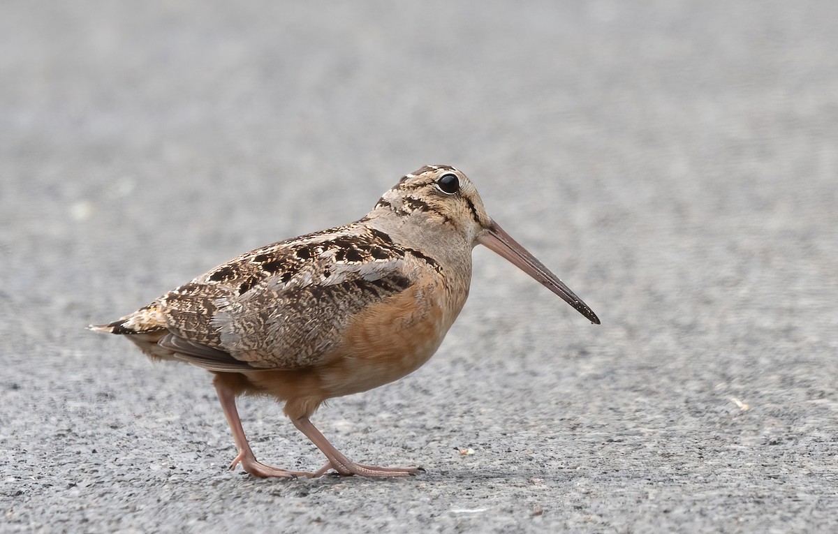 American Woodcock - ML572176881