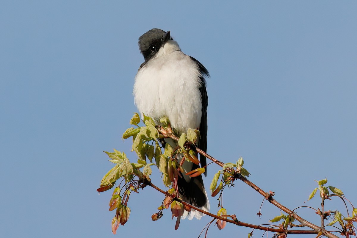 Eastern Kingbird - ML572176901