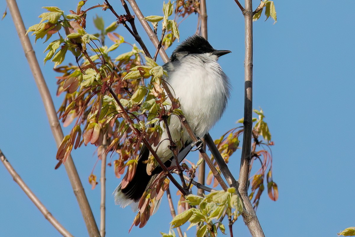 Eastern Kingbird - ML572177021