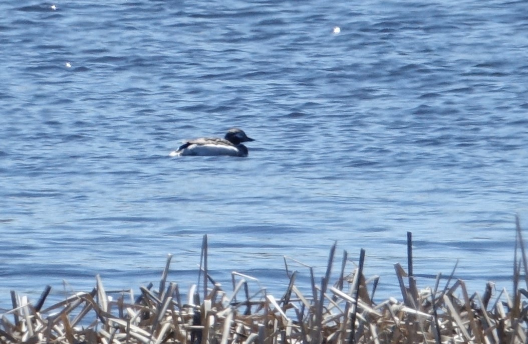 Long-tailed Duck - Claudette Cormier