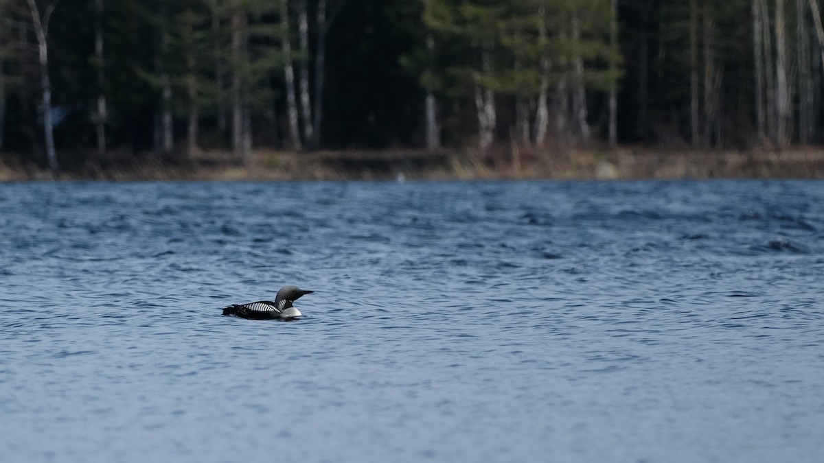 Plongeon arctique - ML572178381