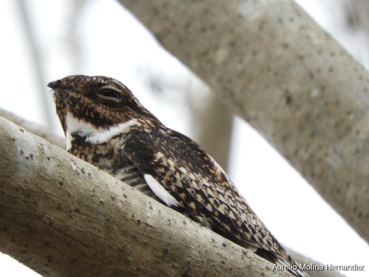 Common Nighthawk - Aurelio Molina Hernández