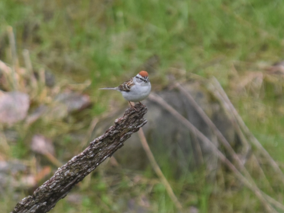 Chipping Sparrow - ML57217911