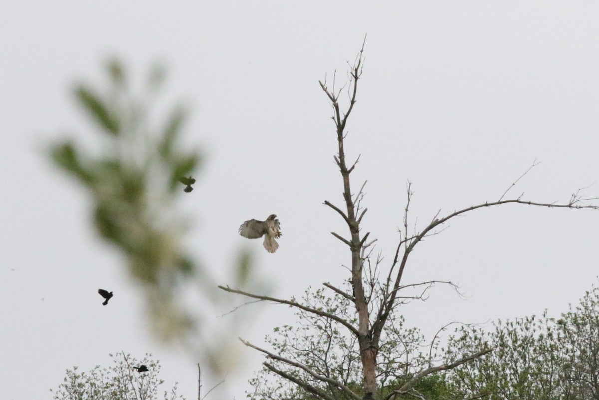 Red-tailed Hawk - Joe Gyekis