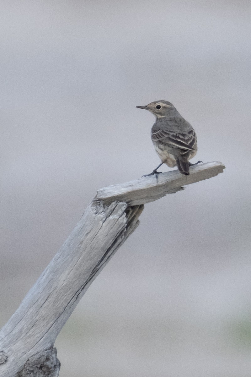 American Pipit - Scott Dresser