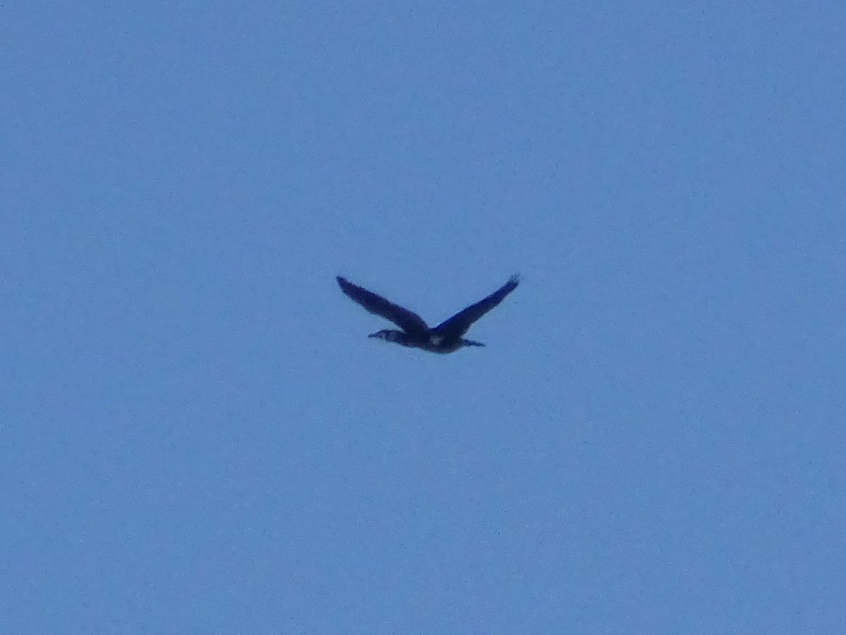 Cormorano - ML572180551