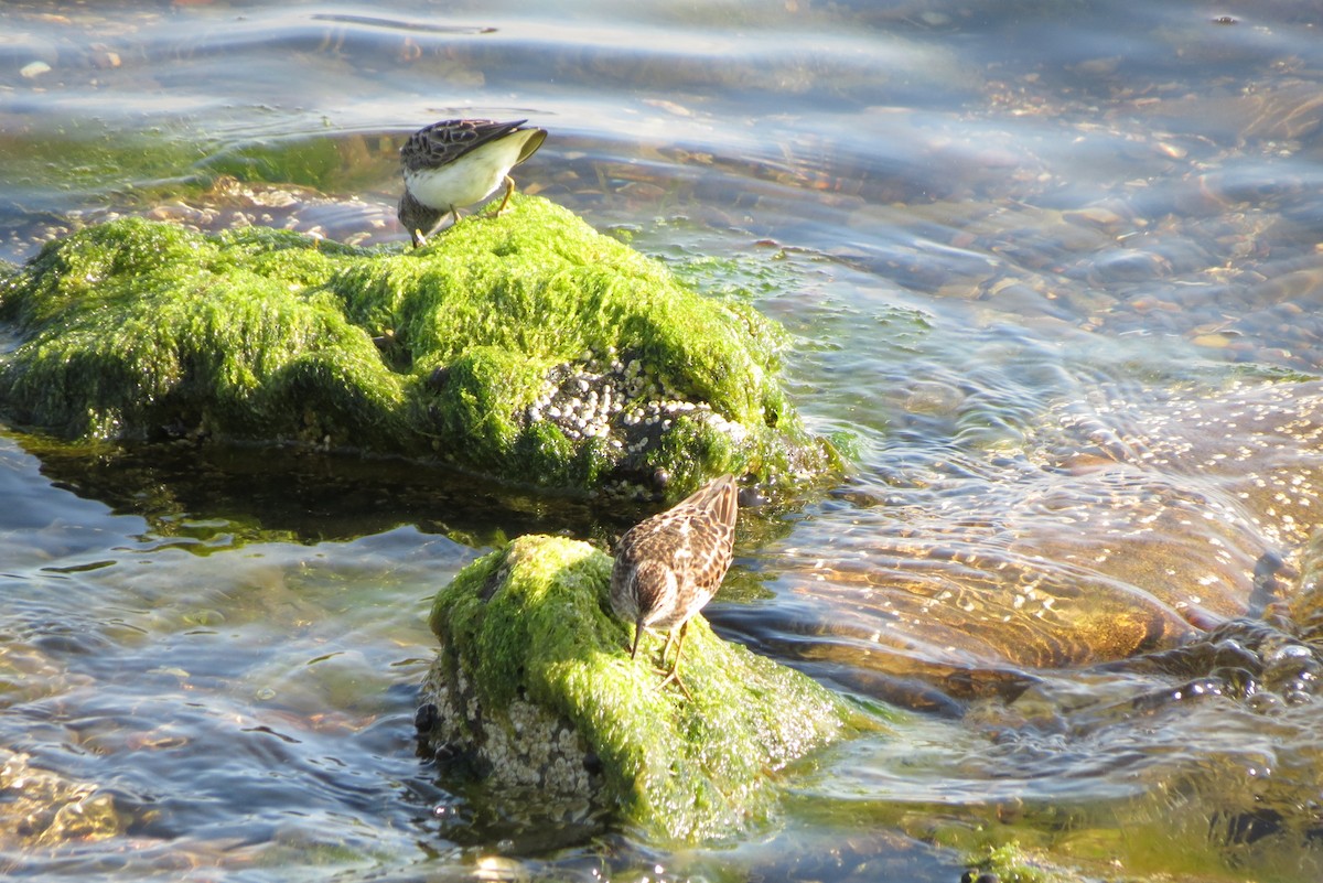 Least Sandpiper - ML572180721