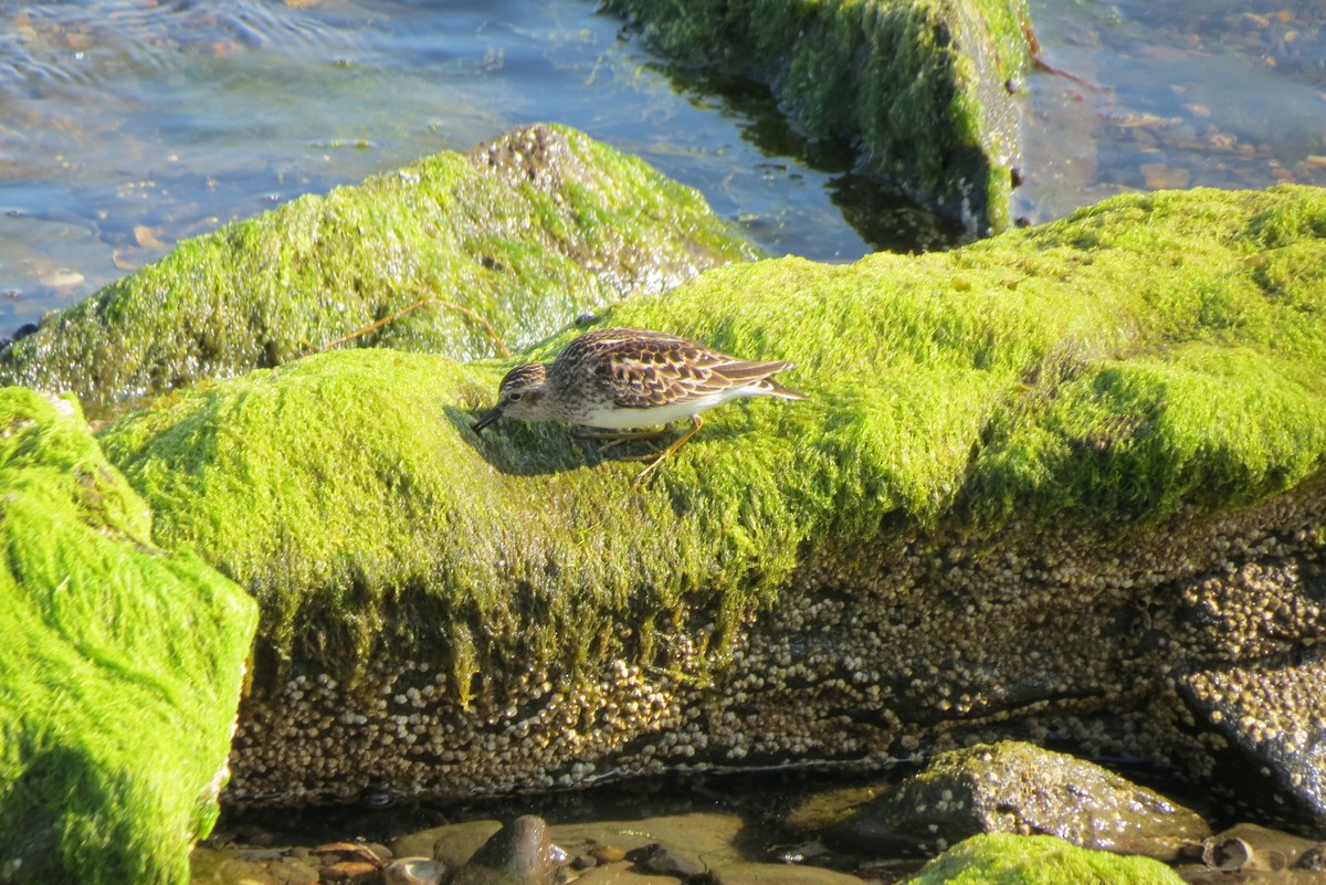 Wiesenstrandläufer - ML572180811