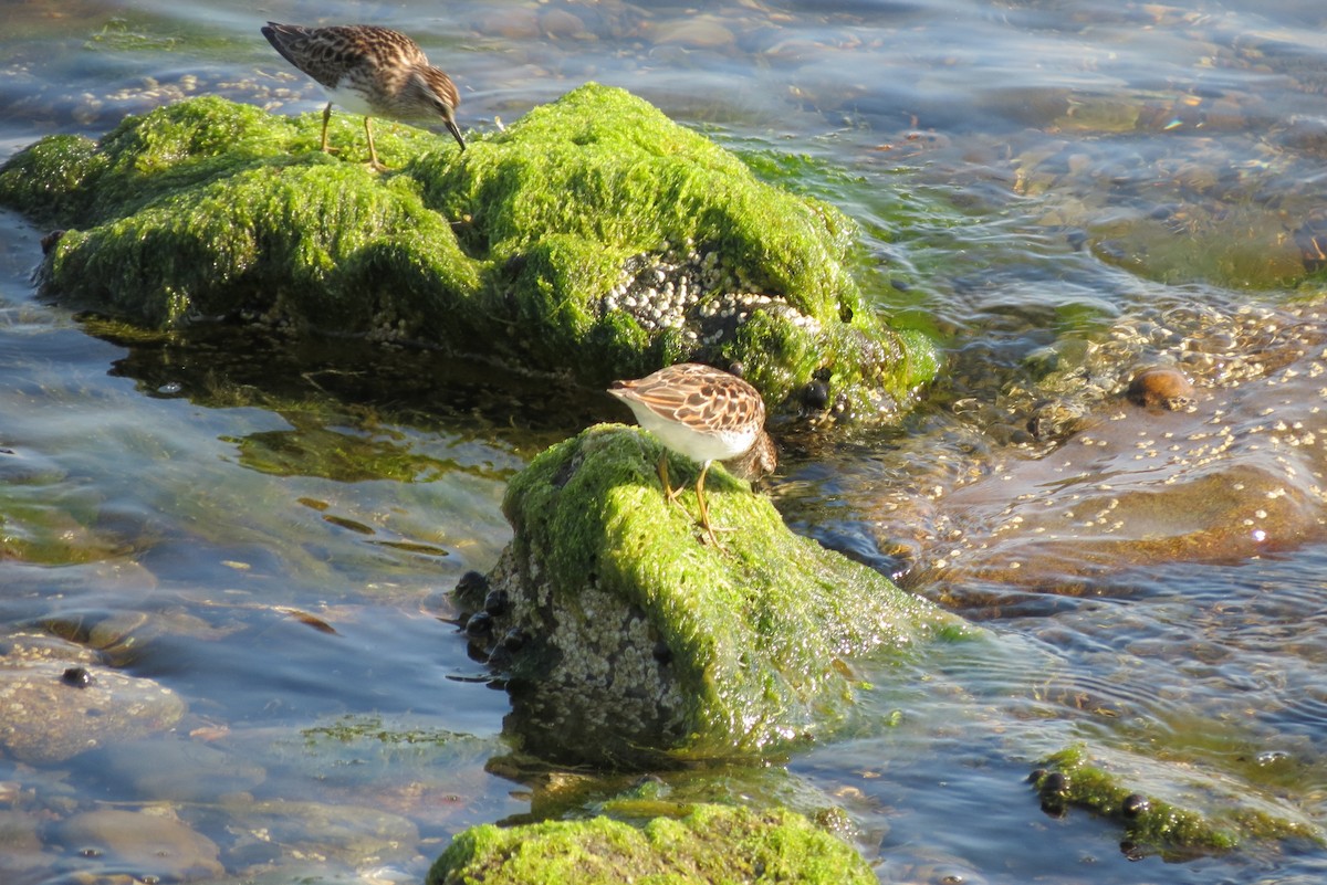 Least Sandpiper - ML572180861