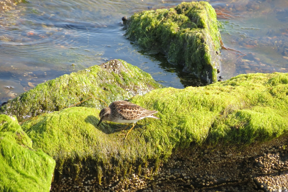 Wiesenstrandläufer - ML572180891