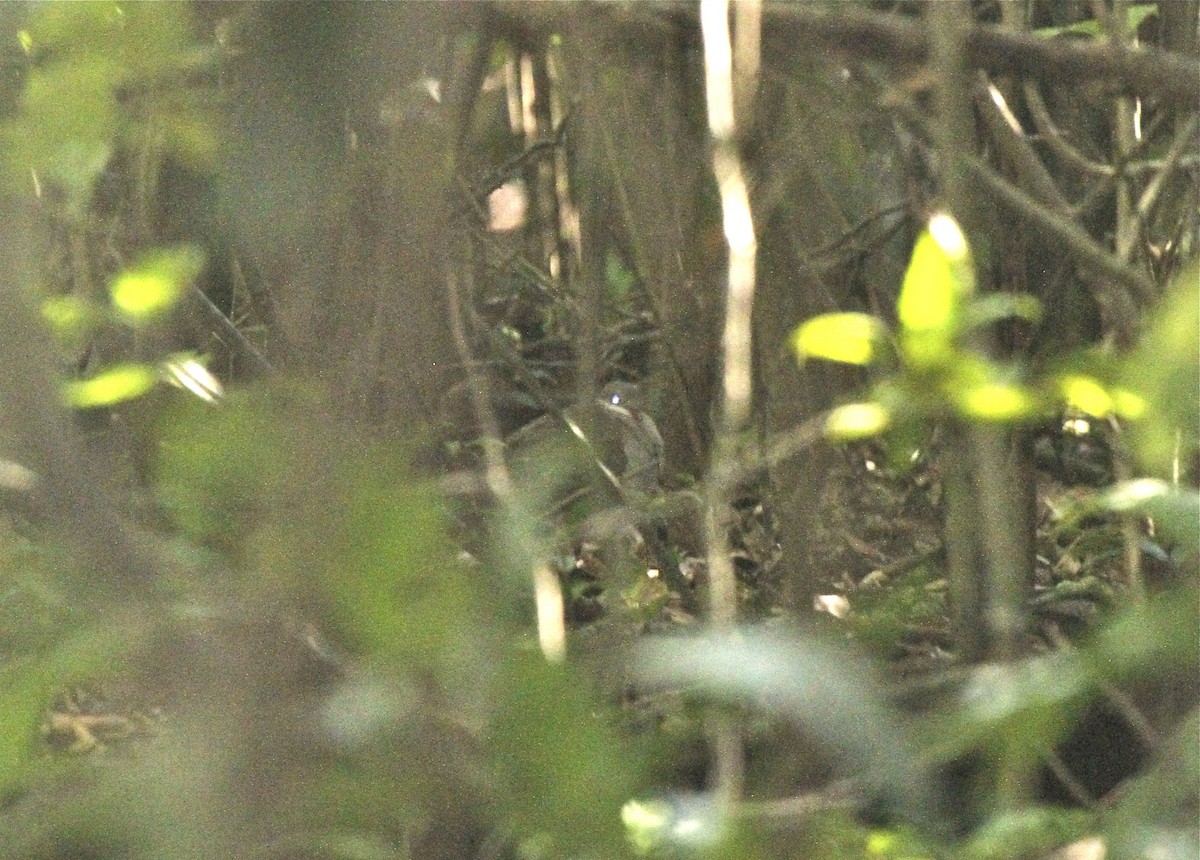 Key West Quail-Dove - ML572180911