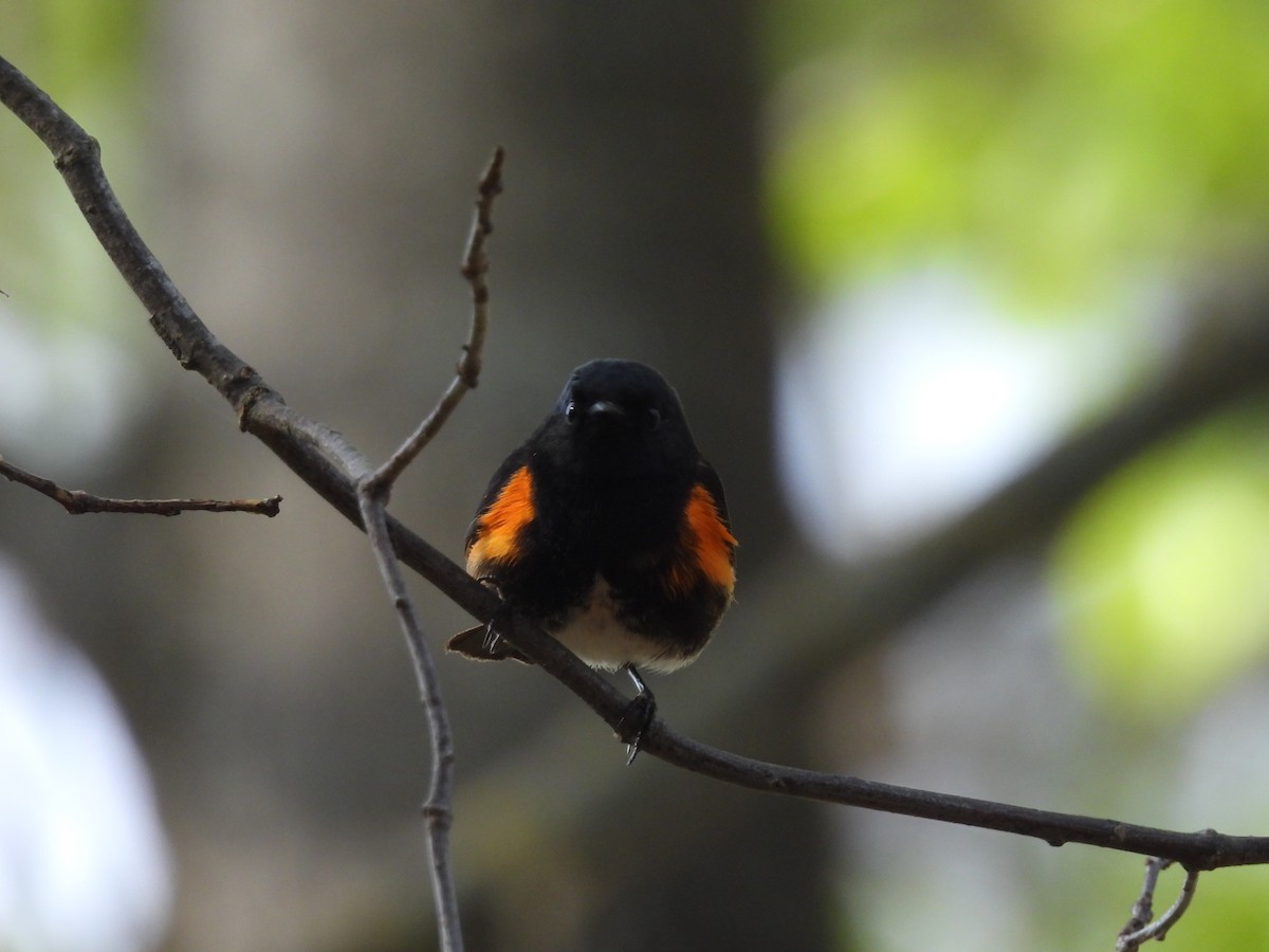 American Redstart - ML572180921