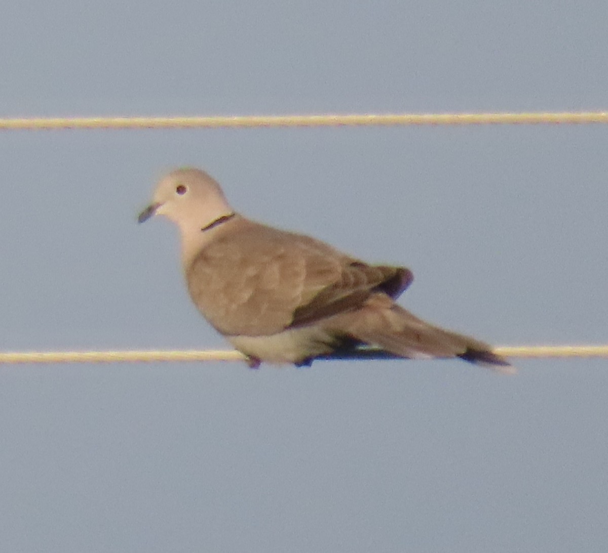 Eurasian Collared-Dove - Bill Wright_cc